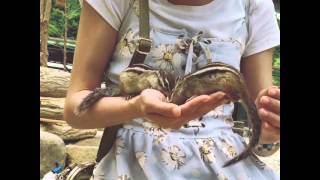 リスの森・飛騨山野草自然庭園