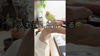 この瞬間がたまらない　極上の癒し #インコ #鳥 #shorts