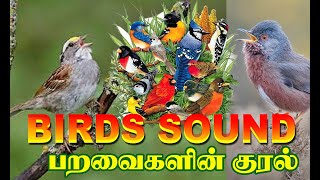 BIRDS SOUND பறவைகளின் குரல்