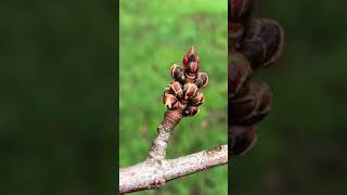 Silver maple - twig \u0026 buds - January 2021