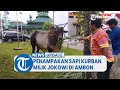 Penampakan Sapi Kurban Milik Presiden Jokowi di Masjid Raya Al-Fatah Ambon, Jadi Tontonan Warga