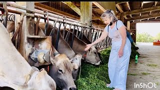 Swiss Dairy Farm Part 2