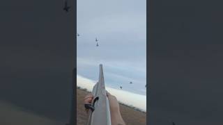 Today get2 geese in 2 shots #shorts #youtubeshorts #season #snow #geese #viralshorts #hunting #birds