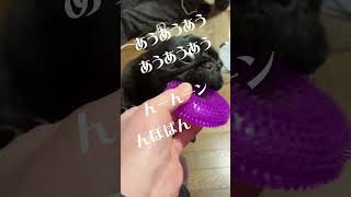 ブレイキングドム？ #pug #いぬのきもち #パグ #playing