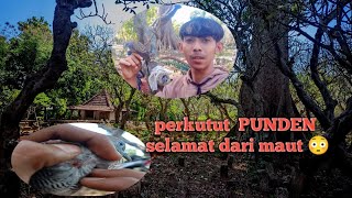 perkutut PUNDEN selamat dari maut 😳