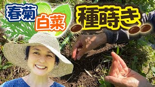 【自然農】葉野菜の種蒔きと間引き方法を学ぼう！【春菊／白菜】