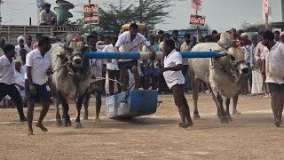 TSR New category bulls in Morjampadu