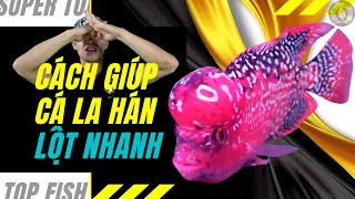 Cách giúp cá la hán lột nhanh || Cách chăm sóc cá la hán lột