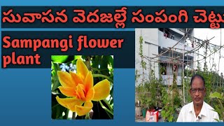 సువాసన వెదజల్లే సంపంగి చెట్టు Sampangi flower/Sampangi flower Plant