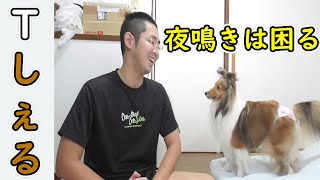 【可愛いシェルティ】犬の夜鳴き（コメント返信）