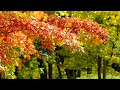 4k 3시간 가을에 듣기 좋은 힐링음악 🎵 아침음악 명상음악 스트레스해소음악 early autumn