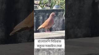 বাংলাদেশি গিরিবাজ কবুতর সবচাইতে সেরা #pigeon #bird #viralvideo #viralreels #foryou #foryoupage