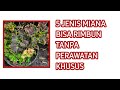 5 JENIS MIANA YANG RIMBUN TANPA PERAWATAN PART 1