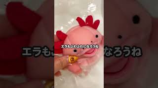 もちうぱを洗うぞ〜　/#ウーパールーパー  #メキシコサンショウウオ ＃アホロートル ＃メキシコサラマンダー #axolotl #ウーパールーパー #飼育＃ぬいぐるみ #ペット #もちうぱ