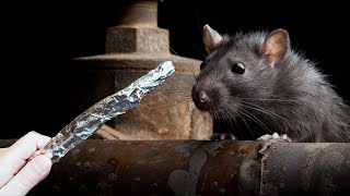 Just One Foil Trick – Rats and Mice Gone Overnight!