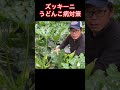 ズッキーニ栽培　うどんこ病対策 家庭菜園 農ある暮らし