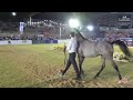 N 119 KONOZ AL OBEID   Iksal Arabian Horse Show   Yearling Fillys 2023 C Class 10