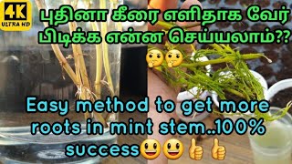 புதினா வேர் பிடிக்க எளிய வழி l Easy method to get more roots in mint pudina stem within 1 week