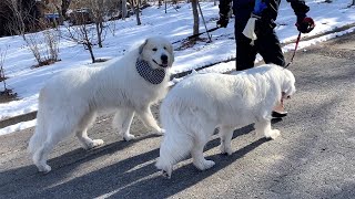 キョロキョロよそ見が多いアランの散歩　Great Pyrenees　グレートピレニーズ