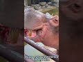 big hippo eating watermelon（河馬吃西瓜）