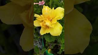 Yellow Hibiscus/மஞ்சள் அடுக்கு செம்பருத்தி