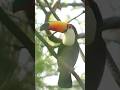 Toucan bird sound (2)