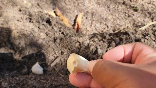 To Soak Or Not To Soak - Garlic Planting Days