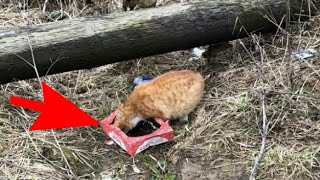 A pregnant cat sat wet in the rain. She had nowhere to go, she begged for food on the road.