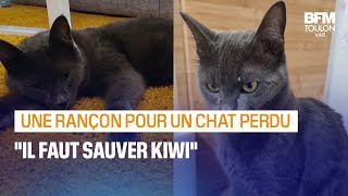 Fréjus: elle reçoit une demande de rançon après la disparition de son chat