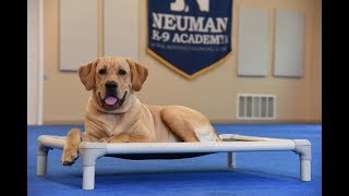 Trigger (Labrador Retriever) Boot Camp Dog Training Video Demonstration