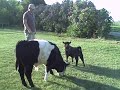 panda cow ben and his half sister little luna