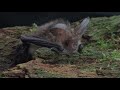 brown long eared bat the british mammal guide