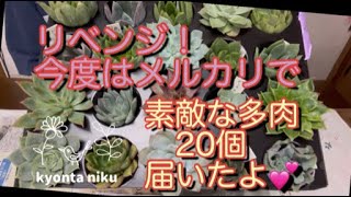 【多肉植物】通販当たり外れあるど、多肉狩りは楽しい😃メルカリで狩っ多肉！