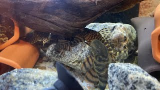 L397 Plecos Eats Sand Proven!!