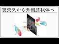 認知神経科学2020 07ー視覚2ー