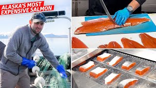 How to Catch the Most Expensive Salmon in the World — Dan Does