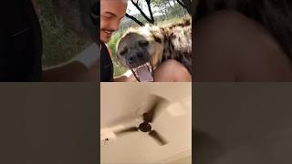 Hyena Welcome🥰 #animal #wildlife #deanschneider #trending #shortsfeed #shorts #shortsvideo #ytshorts