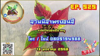 💛 สวนนิสาพรบอนสี EP 525 💛 แบ่งปันบอนสีสวยๆ 13 ม.ค. 68 โทร / ไลน์ 0805194988