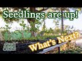 Seeds Germinated? 3 CRITICAL Tips For Your Next Steps To Get Healthy Plants