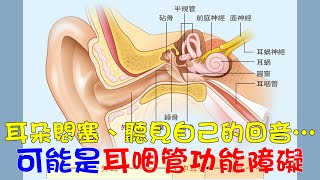 耳朵悶塞、聽見自己的回音… 可能是耳咽管功能障礙｜好心肝˙好健康