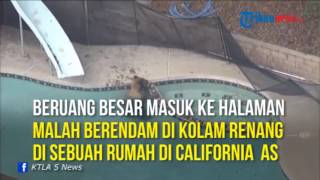 Seekor Beruang Besar Masuk Pekarangan Rumah, Ternyata Ini yang Dilakukannya