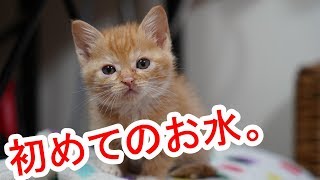 かわいい子猫に初めてのお水をプレゼントしてみたら・・・