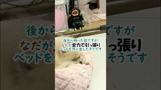 飼い主不在中にポメラニアンが模様替え！？どうやら犬をやめたようです…≪#754 ≫