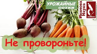 Ликбез по СВЁКЛЕ: когда правильно убирать корнеплоды на хранение?