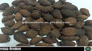 BARNOOTA FAYYAA KUTAA 56 FFA  MATA-DUREB #Kororimaa  In English #Elettaria #Cardamomum