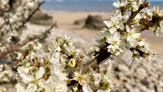 Blackthorn: Folklore and Medicine.￼￼