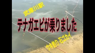 テナガエビが乗った fishingmax 武庫川