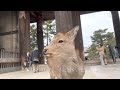 奈良公園周辺散歩⛩️興福寺〜春日大社〜東大寺⛩️