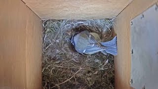 Modraszka, budowa gniazda. Blue Tit nest building.