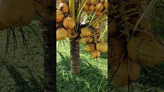 സുനിൽ ചേട്ടന്റ കുള്ളൻ തെങ്ങ് ❤️ #agritricks  #cocunut #kerala #besttrees #beautifultrees